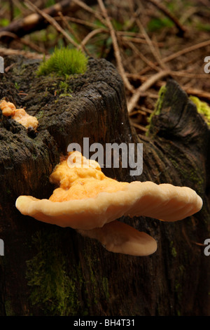 Small chicken of the woods fungi (Sulphur polypore) growing on an old tree stump in the woods. Stock Photo