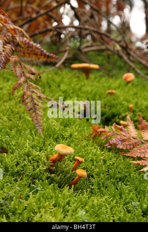 Small false chanterelle fungi (Hygrophoropsis aurantiaca) growing in moss in woodland. Stock Photo