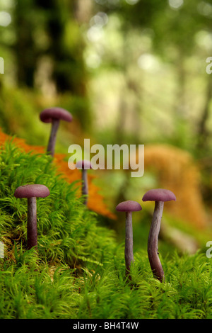 Group of amethyst deceiver fungi (Laccaria amethystea) in moss. Stock Photo