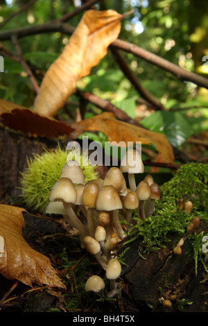 Group of small fungi growing on a tree stump in mixed woodland.
