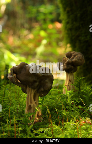 False morel fungi (Gyromitra esculenta) growing in mossy woodland. Stock Photo