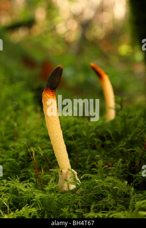 Dog stinkhorn fungi (Mutinus caninus) egg sack Stock Photo