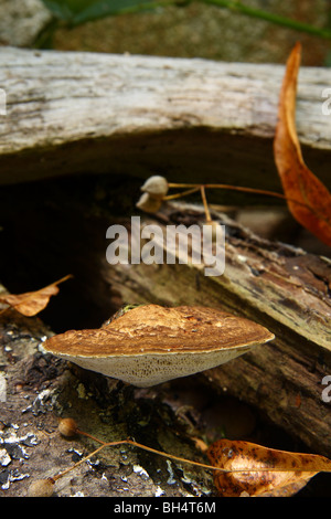 Small artist's fungus (Ganoderma applanatum) growing on a stack of cut wood. Stock Photo
