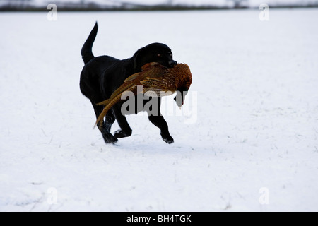 Gun dog. Black labrador retrieving pheasant during a shoot. Little Dalby Estate. Leicestershire. United Kingdom. Stock Photo