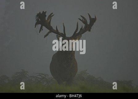 Red deer stag (cervus elaphus) in the early morning fog. Stock Photo