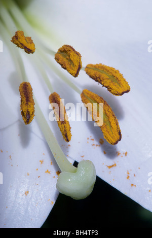 Close-up of a lilium (Liliaceae) with stigma and stamina. Stock Photo