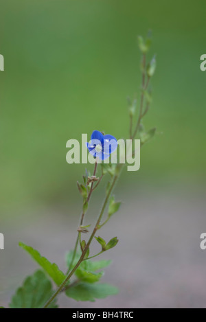 Common speedwell (Veronica officinalis) in field. Stock Photo