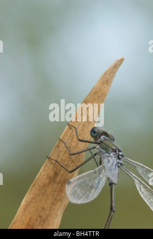 Emerald damselfly Lestes sponsa resting on grass Spain Stock Photo - Alamy