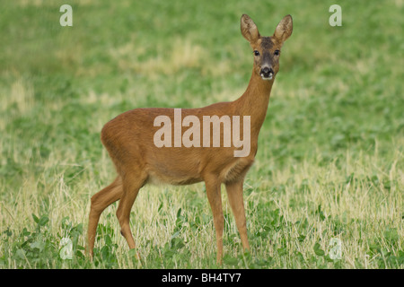 Alert roe deer (Capreolus capreolus) in grassland. Stock Photo