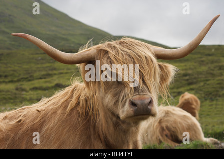 Highland cattle on the Isle of Skye. Stock Photo