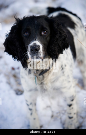 Springer Spaniel during a pheasant shoot. Little Dalby Estate. Leicestershire. United Kingdom. Stock Photo