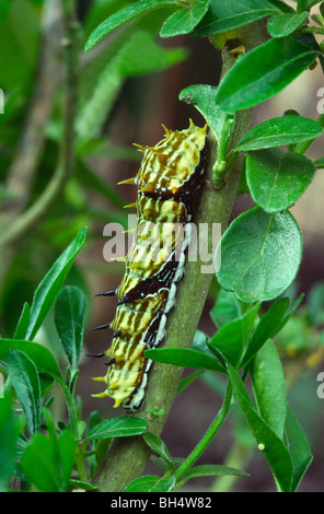 Caterpillar of orchard swallowtail butterfly (Papilio aegeus) eating a ...