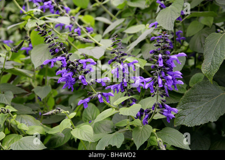 Blue Anise Sage aka Brazilian Sage, Hummingbird Sage, Anise Scented Sage or Giant Blue Sage, Salvia guaranitica 'Black and Blue'. South America. Stock Photo