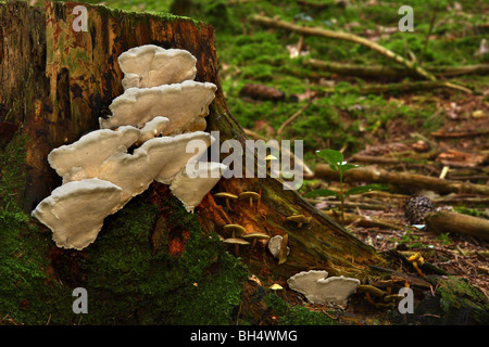 Large bracket fungi growing on a pine tree stump in woodland. Stock Photo