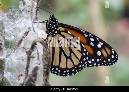 Monarch (Danaus plexippus) butterfly resting on seedhead in September at Mindo.