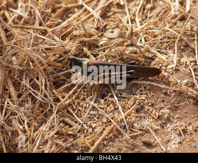 Large painted locust (Schistocerca melanocera) resting on ground in September at Dragon Hill, Santa Cruz Island. Stock Photo
