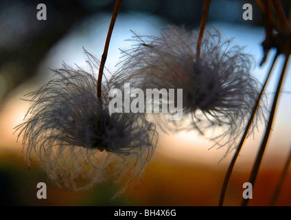 Feathery clematis seeds in Warwick. Stock Photo