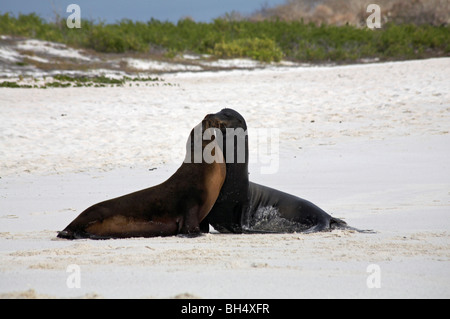 Pair of Galapagos sea lions (Zalophus wollebacki) greeting each other with a kiss at Gardner Bay, Espanola Island. Stock Photo