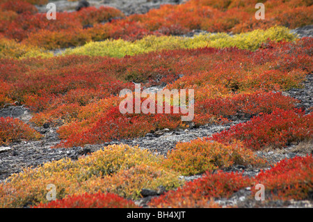 Spectacular colours of Galapagos carpetweed (Sesuvium edmonstonei) on South Plaza Islet. Stock Photo