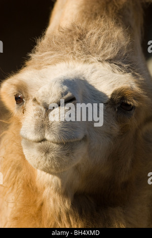 Camelus bactrianus, Bactrian Camel Stock Photo