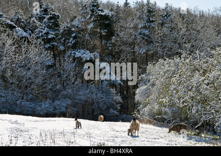 Sheep and lambs in snow in Warwick. Stock Photo