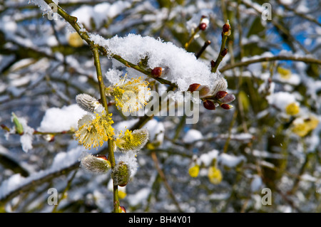 Snow on willow catkins in Spring. Stock Photo