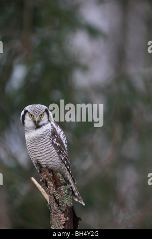 Wild Northern Hawk Owl, Surnia ulula. Stock Photo