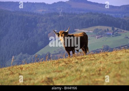 BETIZU COW ON THE COL D'IBARDIN. BASQUE COUNTRY, PYRENEES ATLANTIQUE ...