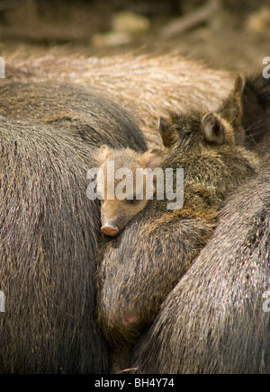 Collared Peccary piglet sleeping with it's family Stock Photo
