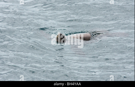 Galapagos Pacific green sea turtle (Chelonia mydas agassisi) swimming in the sea around Isabela Island at Elizabeth Bay. Stock Photo