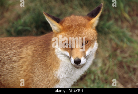 Close-up portrait of an adult red fox (Vulpes vulpes) showing full face. British Wildlife Centre. Stock Photo