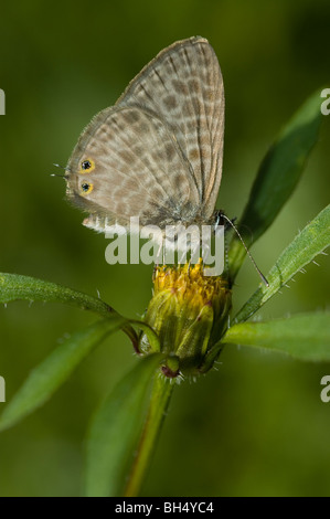 Lang's short-tailed blue butterfly (Leptotes pirithous) drinking nectar from a Devil's Beggarticks (Bidens frondosa) Stock Photo