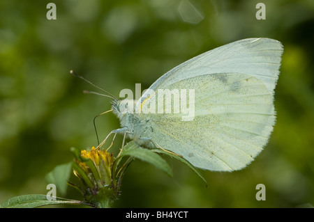 Small White Butterfly (Pieris rapae) drinking nectar from a Devil's Beggarticks (Bidens frondosa) Stock Photo