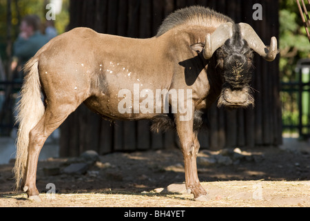 Connochaetes gnou, Black Wildebeest, White-tailed gnu Stock Photo