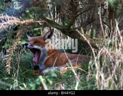 Red fox (Vulpes Vulpes) under undergrowth yawning. Stock Photo