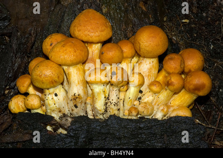 Laughing gym or Laughing Jim mushrooms (Gymnopilus spectabilis) Stock Photo