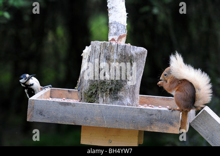 Great-spotted woodpecker (Dendrocopus major) and red squirrel (Sciurus vulgaris) feeding from bird table.