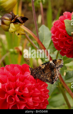 A red admiral butterfly with its wings folded feeding from a red dahlia. Stock Photo