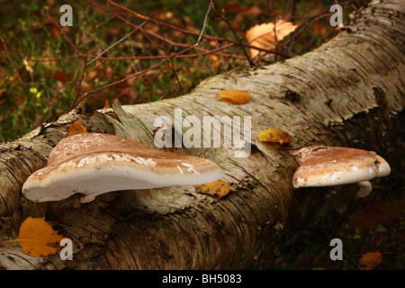 Two birch polypore bracket fungi (Piptoporus betulinus) on a fallen birch tree. Stock Photo