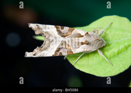 Angle Shades Moth - Phlogophora Meticulosa Stock Photo