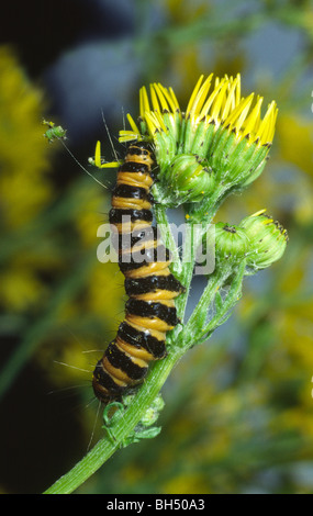 Close-up of a Cinnabar moth larva (Tyria jacobaeae) feeding on ragwort in a Dorset meadow. Stock Photo