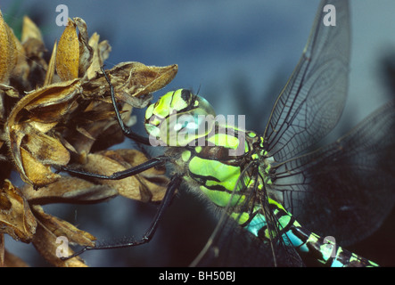 Close-up of the head and thorax of a Southern hawker dragonfly (Aeshna cyanea) resting on a gorse bush. Stock Photo