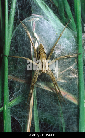 Close-up of a female hunting spider or nursery web spider (Pisaura mirabilis) protecting its young in a 'nursery web' cocoon. Stock Photo