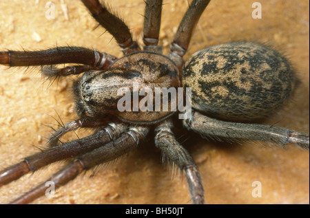 Head, thorax and abdomen of a house spider (Tegenaria gigantea) resting in the corner of a garden shed. Stock Photo