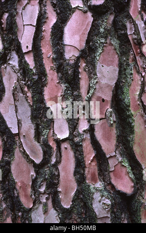 Abstract of a Scots pine bark (Pinus sylvestris). Stock Photo