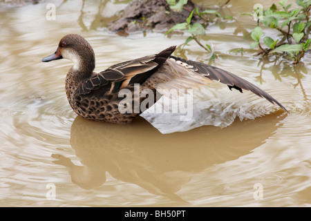 White cheeked pintail (Anas bahamensis galapagensis) stretching his wing at Puerto Ayora Highlands, Santa Cruz Island. Stock Photo