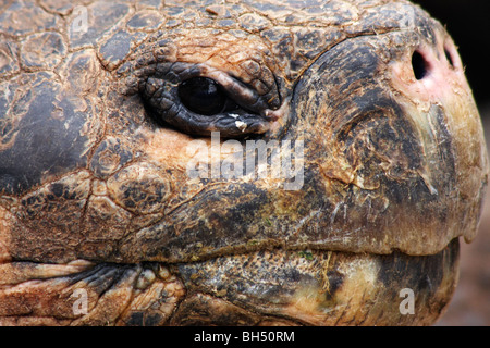 Close-up of Galapagos Tortoises mouth Stock Photo - Alamy