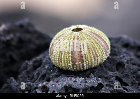 Green sea urchin (Lytechinus semituberculatus) shell on rock at Punta Cormoran, Floreana Island. Stock Photo