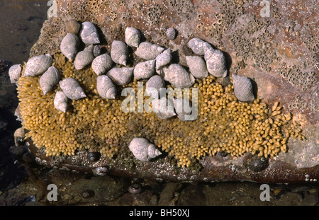 A group of dog whelks and their vase-shaped eggs (Nucella lapillus) attached to a rock on a rocky shore at low tide.