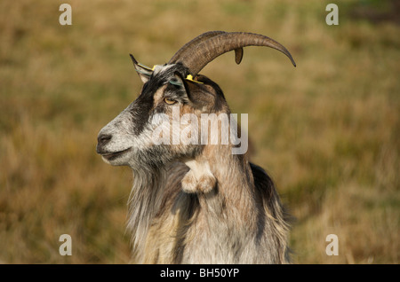 Close up of billy goat in a field